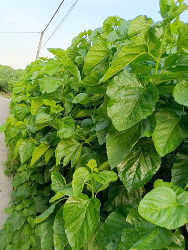 Толковые листья Свежий шелкорный червр ребенок 500 грамм маленького шелкота