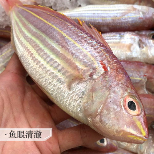 红杉鱼海鱼新鲜冷冻食用潮汕海鲜水产深海钓红三鱼金丝鱼金线鱼 - 图1