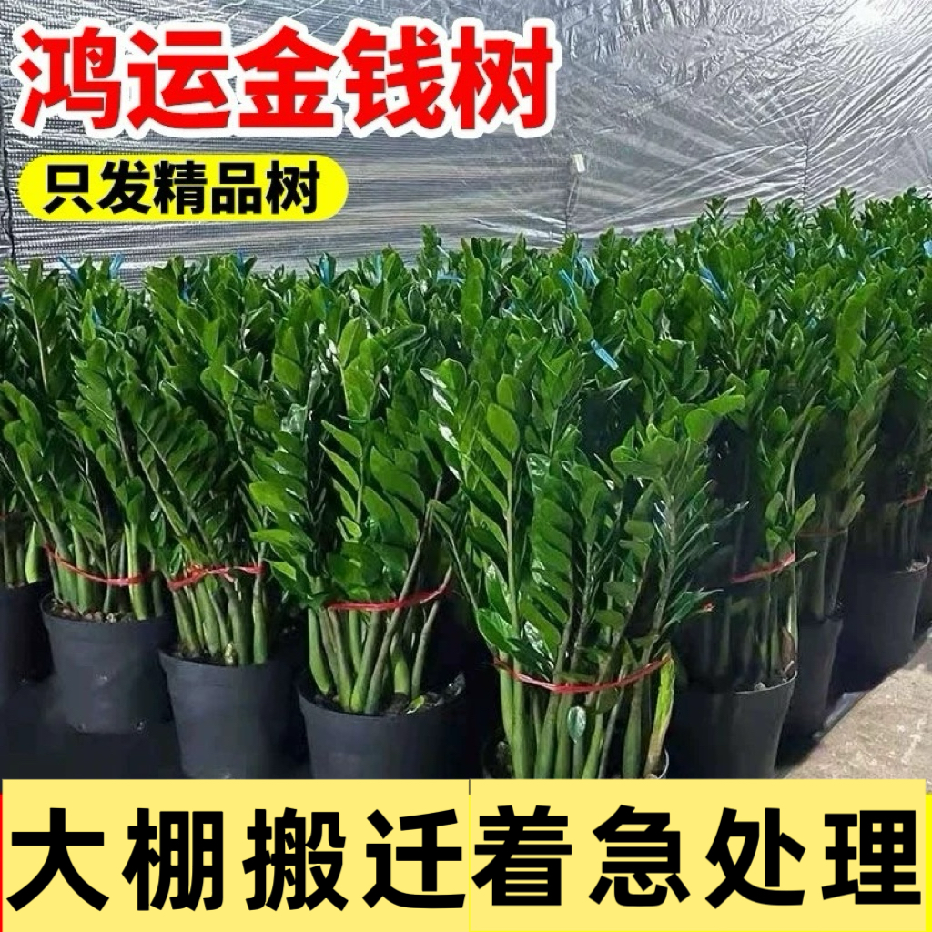 金钱树盆栽钱串子耐旱植物室内客厅办公室花卉绿植净化空气发财树,淘宝优惠券,粉丝福利购,淘宝优惠卷