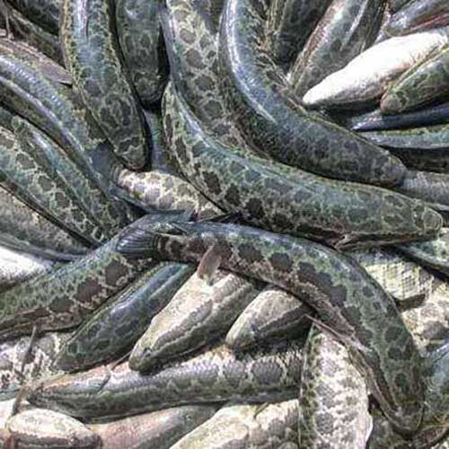 河鱼塘鱼黑鱼鲜活现杀乌鱼财鱼约1斤食用水产品 - 图1