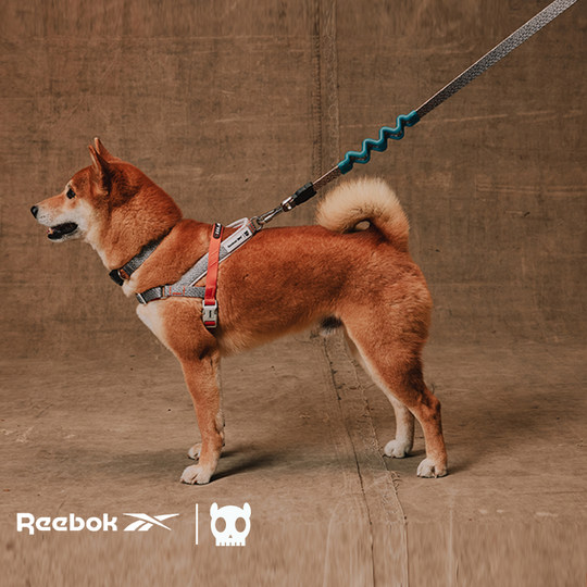 ZeeDog&Reebok Hundeleine mit Stoßdämpfung