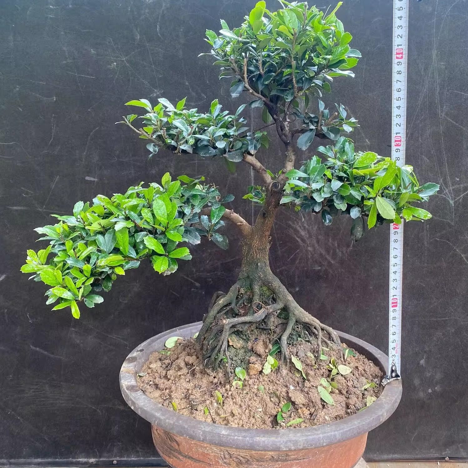 中华蚊母盆景基地直发,淘宝优惠券,粉丝福利购,淘宝优惠卷