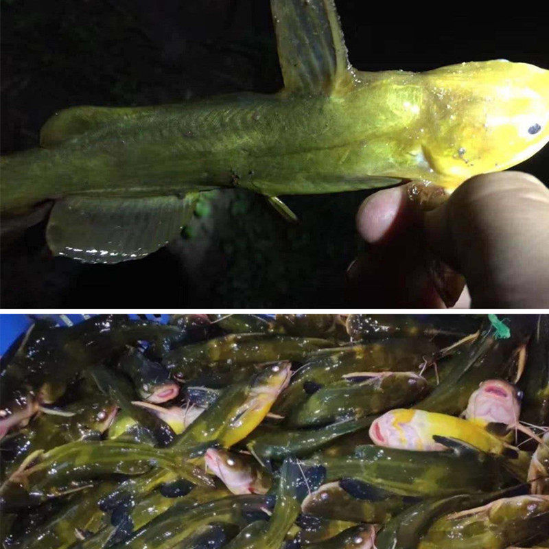 昂刺开口诱黄颡鱼钓鱼小药黄骨嘎鱼饵料噶牙黄辣丁昂公打窝料诱饵_虎窝淘