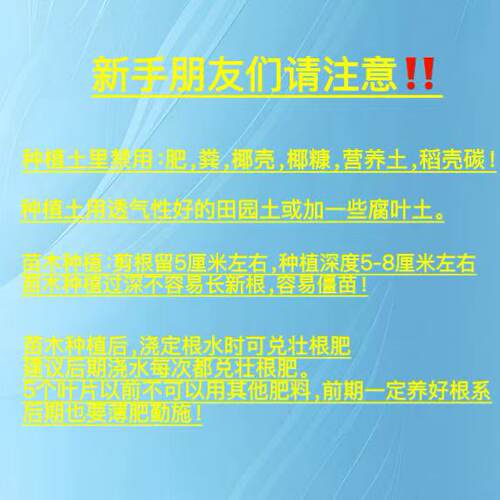 碧香无核 贝达砧木嫁接葡萄苗 宝利葡萄苗繁育专业合作社 - 图1