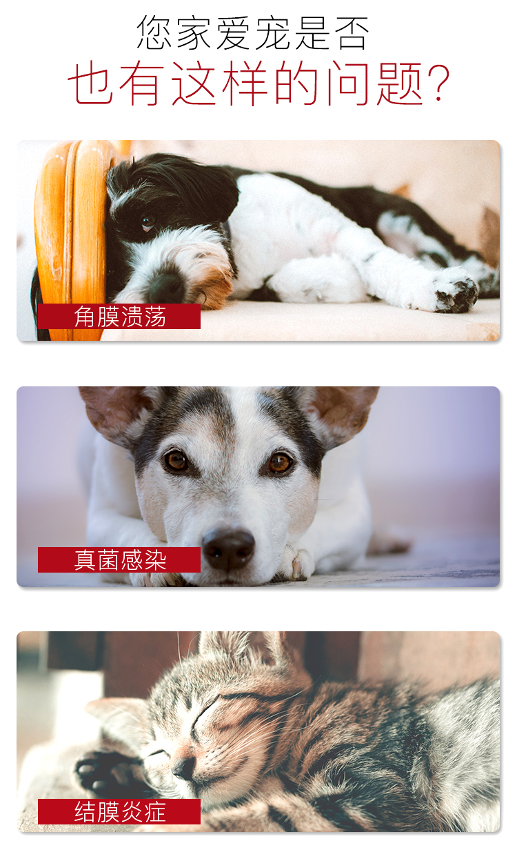 百灵金方明目液宠物眼药水猫狗狗角膜炎结膜炎抗菌止痒消肿滴眼液 百灵金方明目液宠物眼药水猫狗狗角膜炎结膜炎抗菌止痒消肿滴眼液