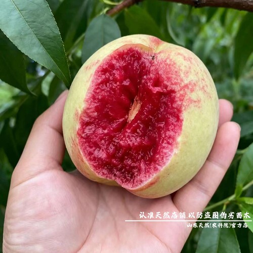新品种绿宝石血桃树果苗香甜多汁盆栽庭院地栽血桃苗南方北方种植 - 图2