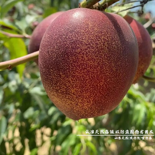 新品种6月极早熟黑皮158油桃苗特大油桃树果苗黑炭头脆甜油桃树苗 - 图2