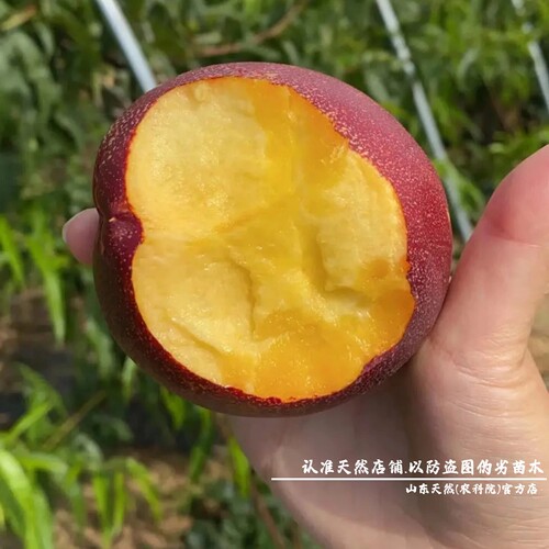 新品种6月极早熟黑皮158油桃苗特大油桃树果苗黑炭头脆甜油桃树苗 - 图1