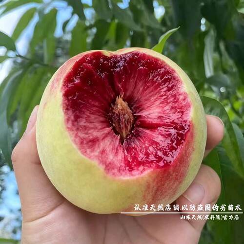 新品种绿宝石血桃树果苗香甜多汁盆栽庭院地栽血桃苗南方北方种植 - 图1