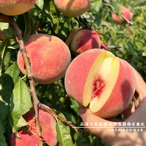 特大嫁接金秋红蜜桃树苗晚熟桃树果苗脆甜雪桃冬桃苗庭院盆栽桃子 - 图2