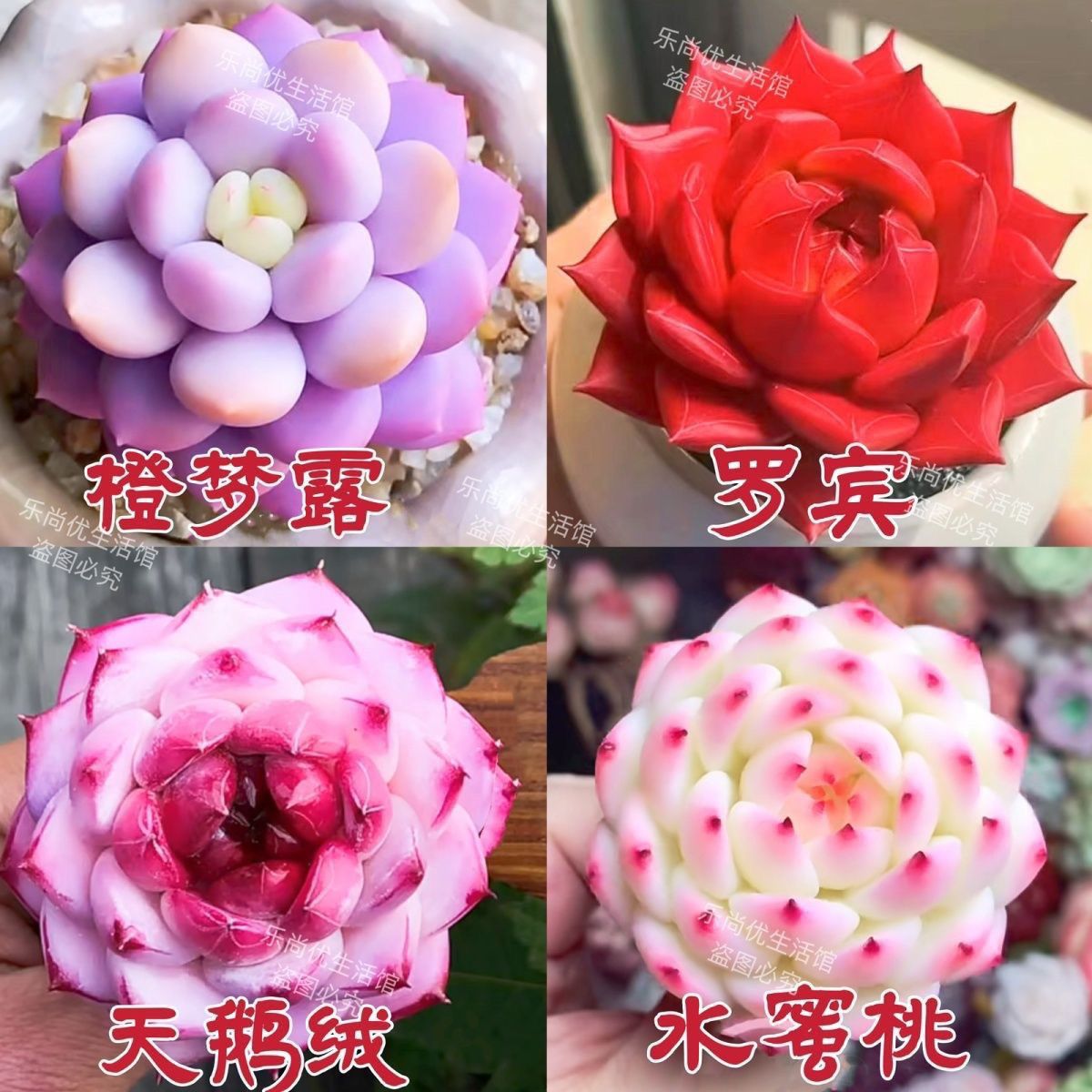 新品多肉植物纯爱橙梦露天鹅绒组合套餐盆栽阳台花卉新手好养活-图0