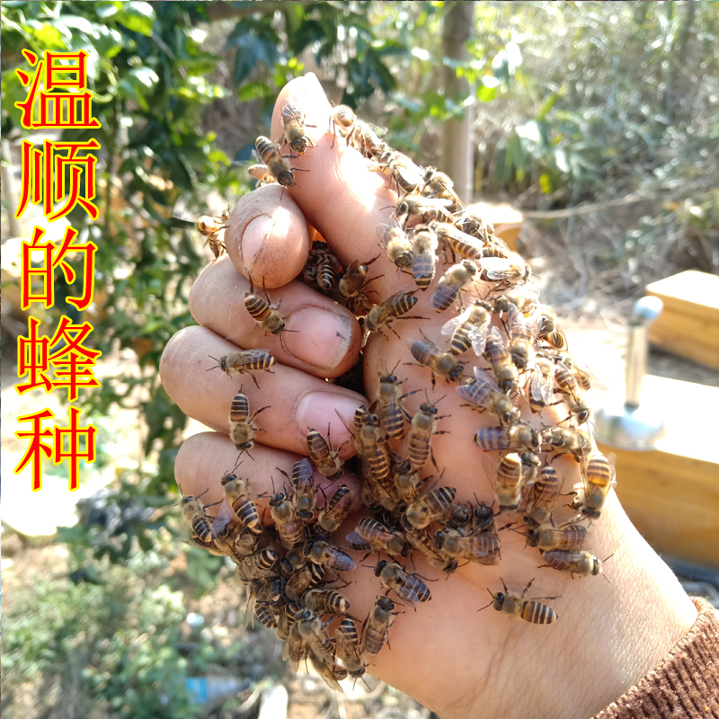 活体中华蜜蜂群 笼蜂 中蜂蜂群 活蜜蜂群 土蜂群 种王 中蜂群出售 - 图0