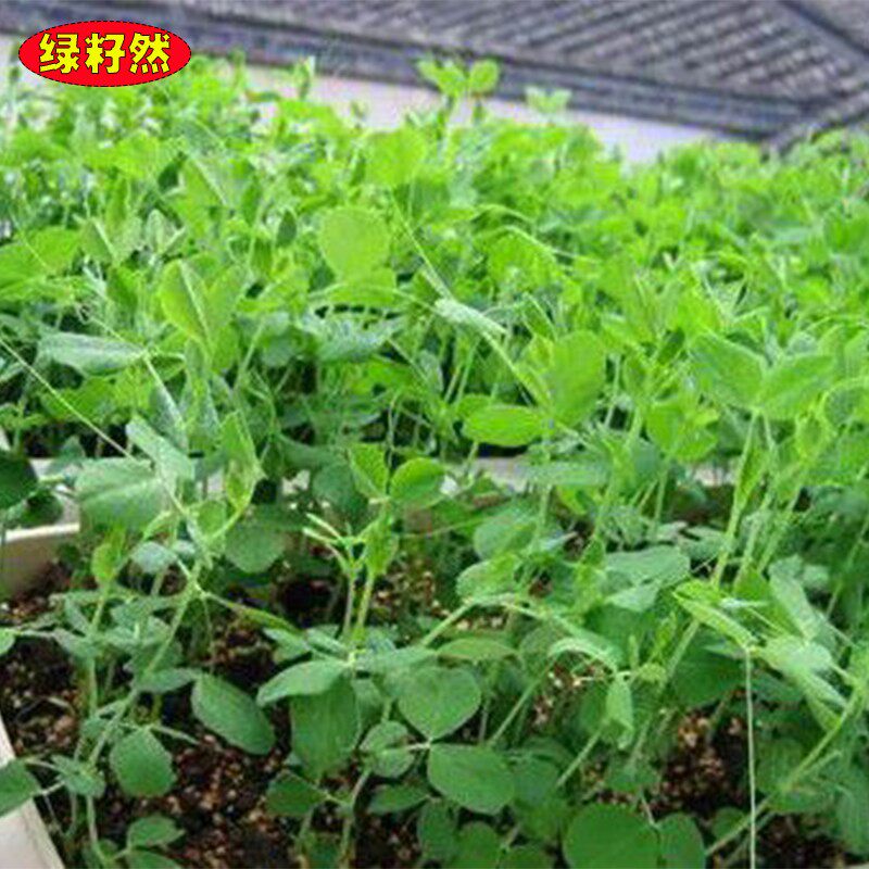 豆苗种子豌豆尖种籽特嫩爽甜芽苗菜种子菜阳台盆栽四季蔬菜种孑籽_虎窝淘