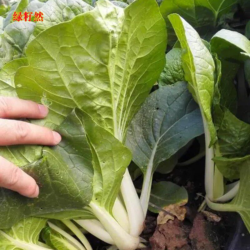 家甜白菜种籽四季小白菜种子本土农家菜客青菜菜园盆栽蔬菜种孑_虎窝淘