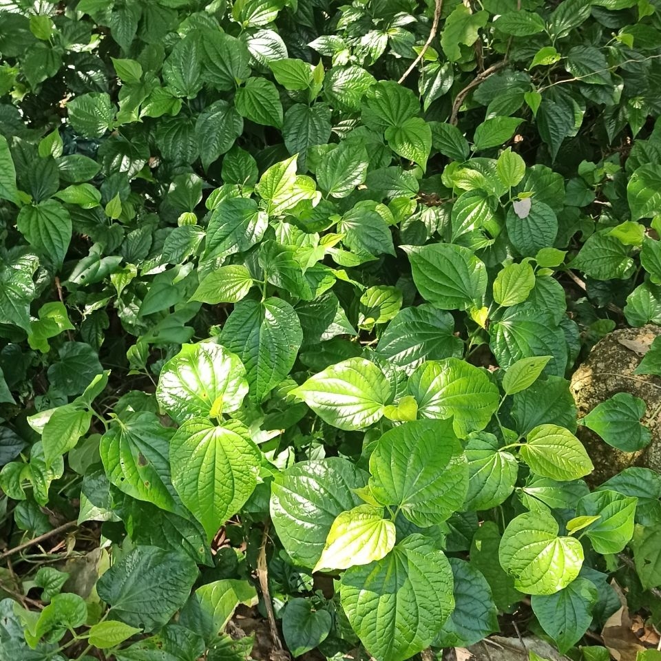 新鲜野生假蒌叶苗蛤蒌叶苗带根青蒌叶急捞叶蒌叶娄菜野菜 - 图2