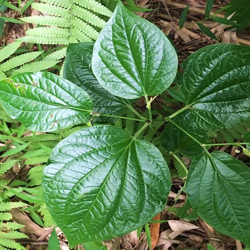 新鲜野生假蒌叶苗蛤蒌叶苗带根青蒌叶急捞叶蒌叶娄菜野菜 - 图1