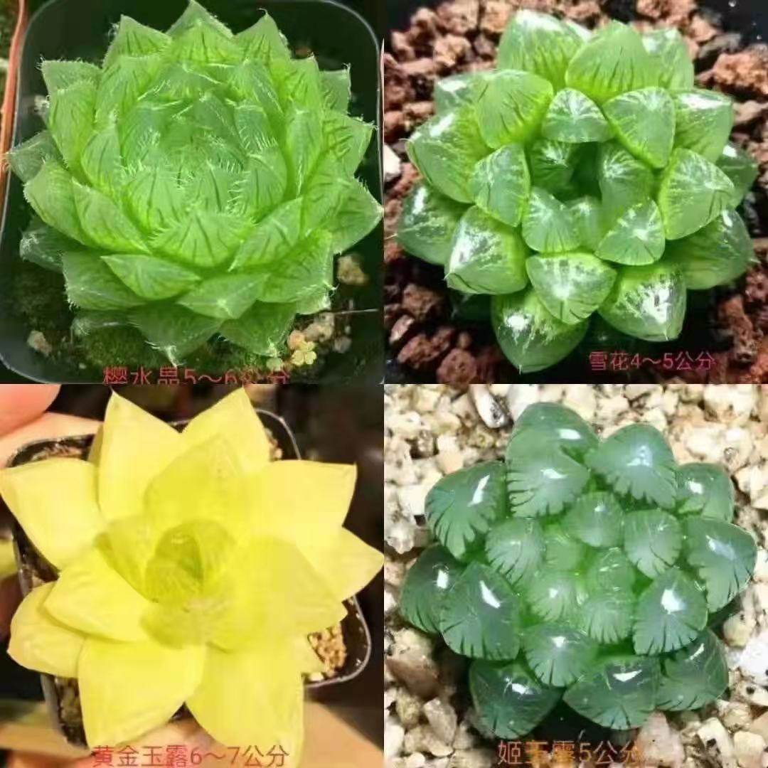 玉露多肉植物组合十二卷花卉盆栽黄金玉露冰灯冰川 室内盆栽属鸡,淘宝优惠券,粉丝福利购,淘宝优惠卷