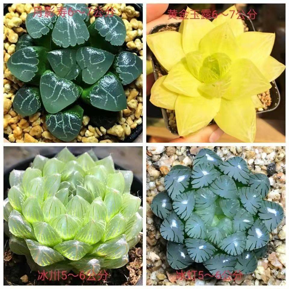 玉露多肉植物组合十二卷花卉盆栽黄金玉露冰灯冰川 室内盆栽属鸡,淘宝优惠券,粉丝福利购,淘宝优惠卷