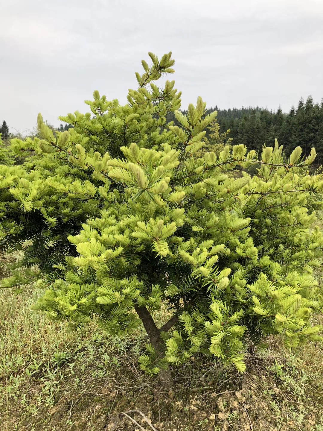 新款非常容易绿景园木黄枝杜松盆景景观园林庭院树江南油杉盆栽-图2