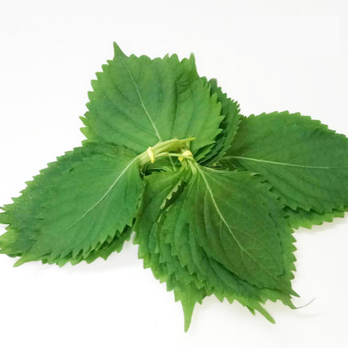 新鲜紫苏叶苏大叶寿司叶海鲜去腥调味包烤肉菜20g鲜苏子叶新鲜 - 图2