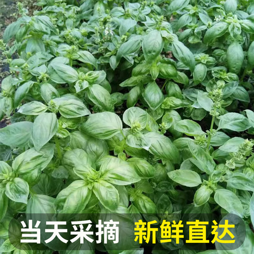 新鲜甜罗勒叶食用披萨草调味调料泰式香料菜青酱食材非九层塔蔬菜 - 图0