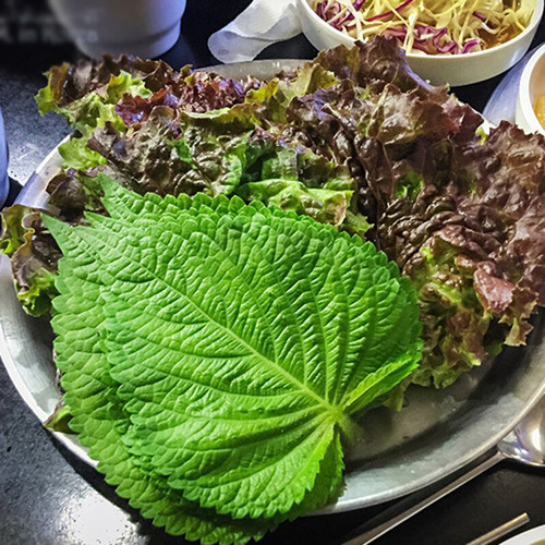 新鲜紫苏叶苏大叶寿司叶海鲜去腥调味包烤肉菜20g鲜苏子叶新鲜 - 图1