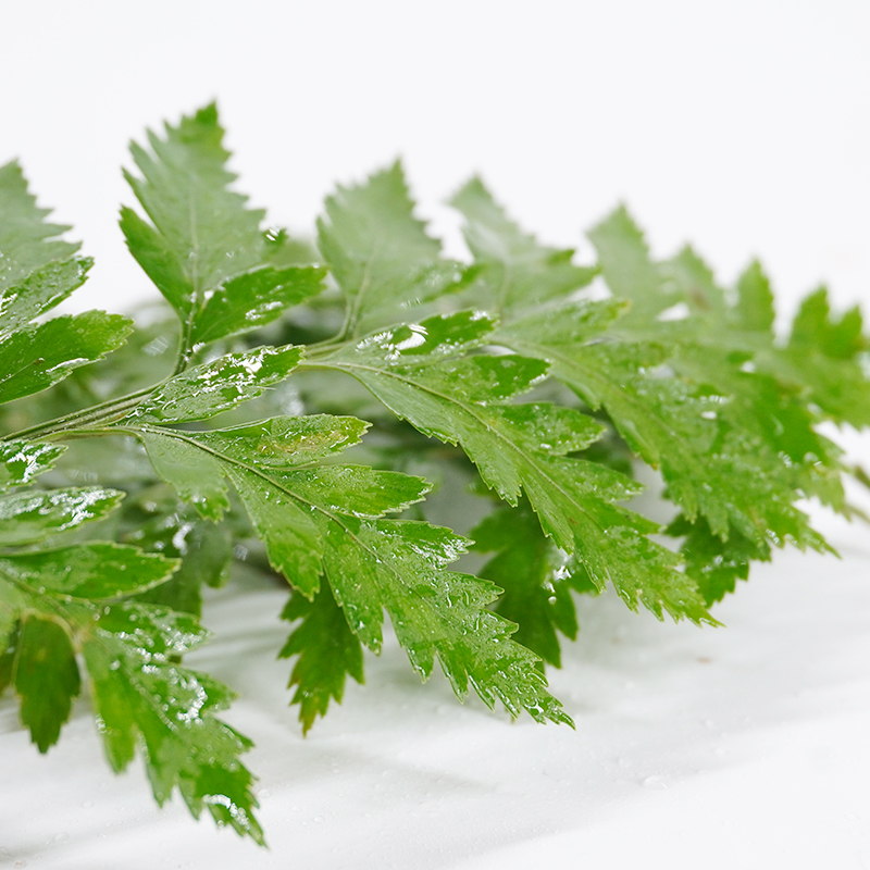 高山羊齿叶新鲜杨子叶芒叶西餐酒楼摆盘装饰花草蛋糕饮品点缀叶子 - 图0