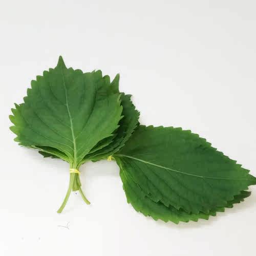 新鲜紫苏叶苏大叶寿司叶海鲜去腥调味包烤肉菜20g鲜苏子叶新鲜 - 图0