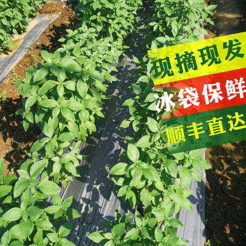 九层塔食用新鲜台湾品种金不换冬阴功食材香料菜非罗勒叶和打抛叶 - 图0