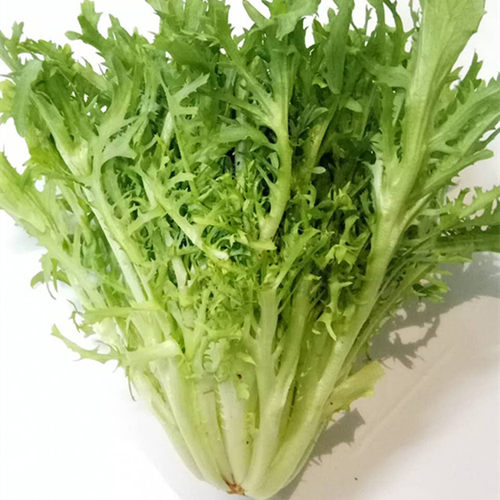 新鲜苦菊生菜500g苦苣细叶蔬菜沙拉轻食西餐生吃配菜食材狗牙菜 - 图2