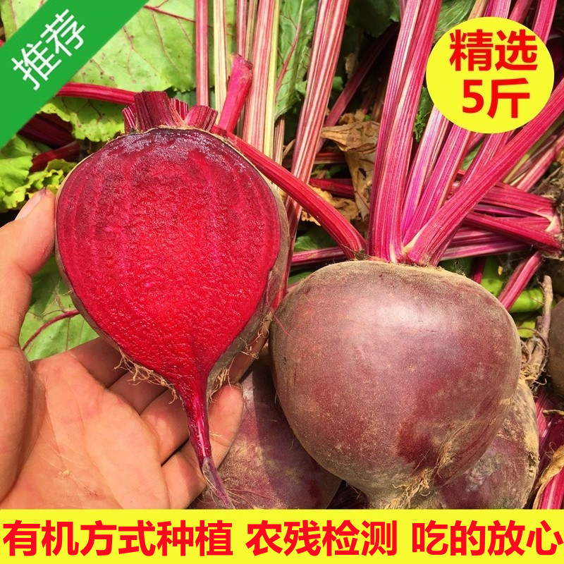 2024检疫新鲜甜菜根现挖发货甜菜头精选有机肥红菜头纯红多汁五斤 - 图0