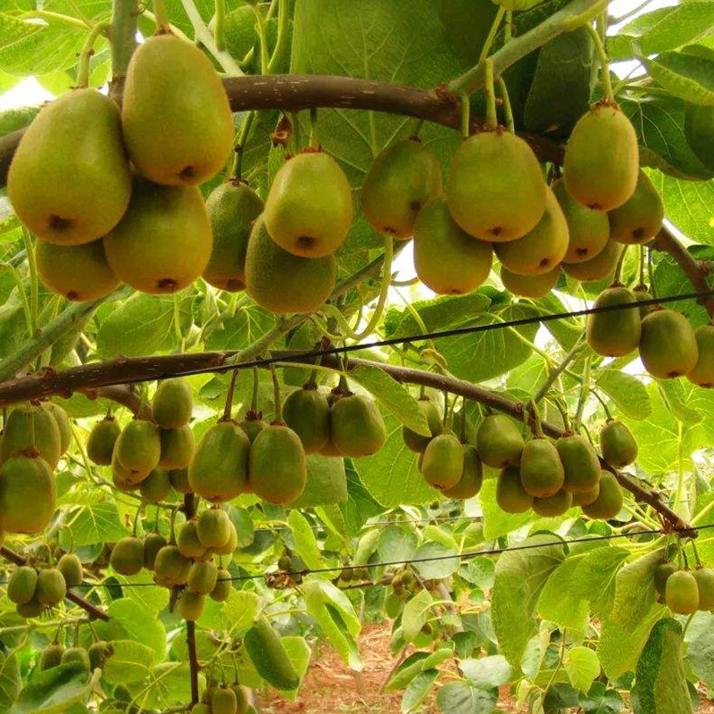 陕西眉县红阳10斤红肉现摘猕猴桃 岐秦食品奇异果/猕猴桃