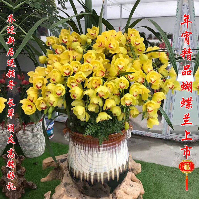 杭州实体花店蕙兰龚兰花卉盆栽开业乔迁祝贺年宵花卉同城鲜花速递-图1