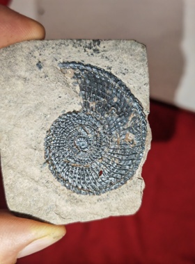 古生物化石天然粗菊石原石矿石标本动物摆件礼物标本收藏奇石