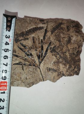 古生物化石植物化石侏罗纪银杏叶摆件科普教学收藏标本天然原石