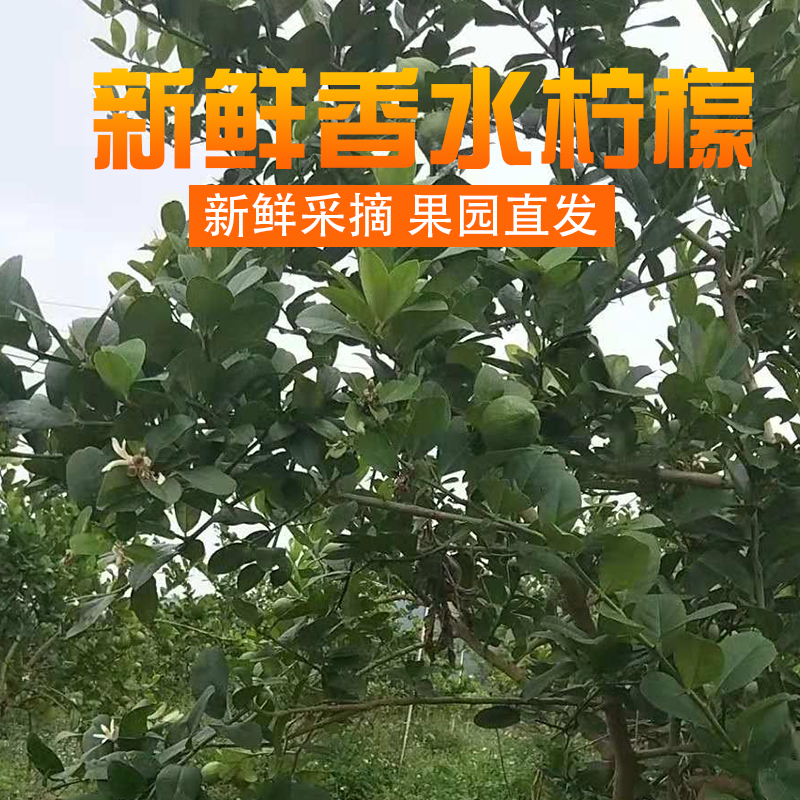 广东香水柠檬新鲜一级果无籽青柠檬现摘现发5斤包邮直营店专拍-图0