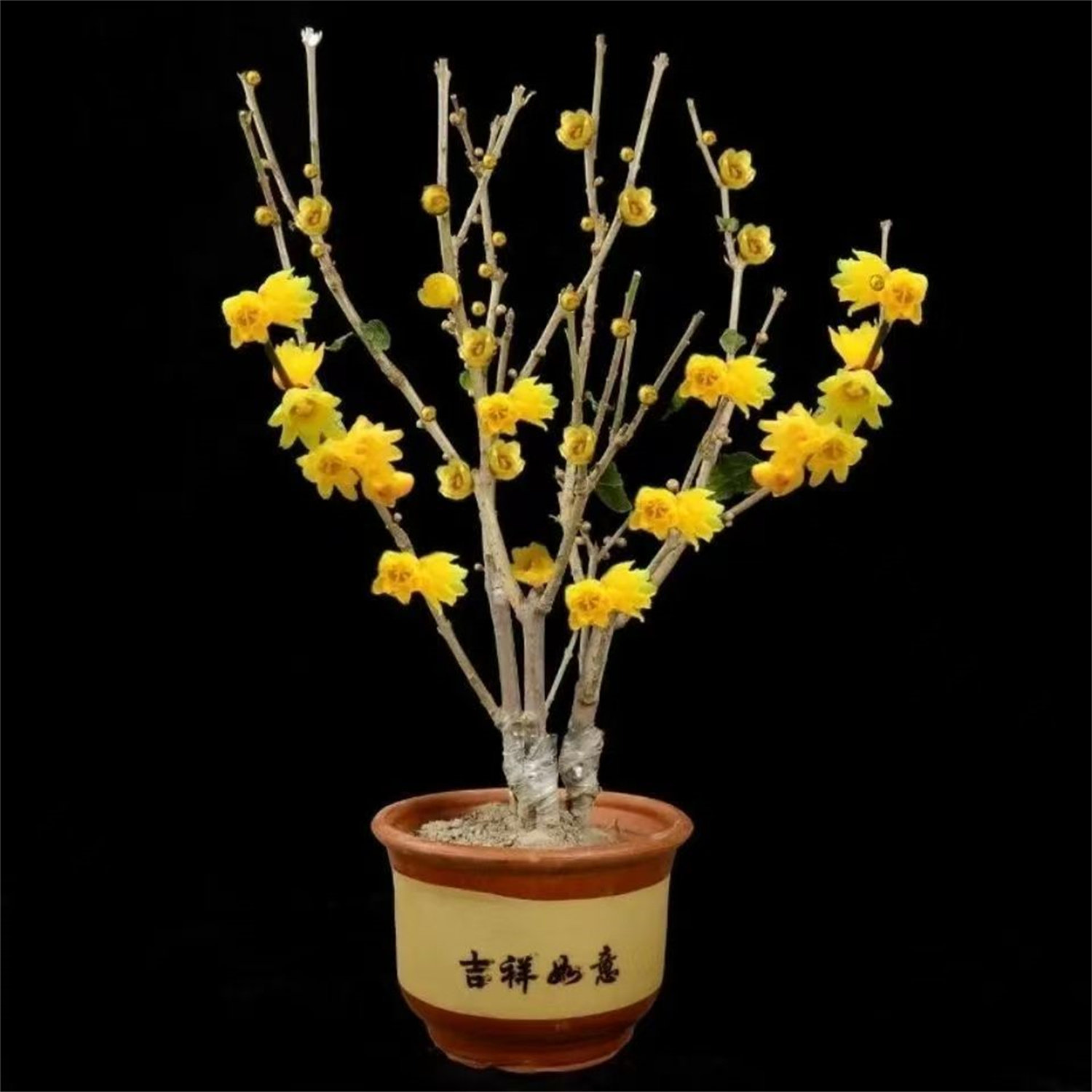 原生蜡梅花树丛生苗浓香耐寒老桩盆景素心蜡梅盆栽嫁接矮化腊梅花,淘宝优惠券,粉丝福利购,淘宝优惠卷