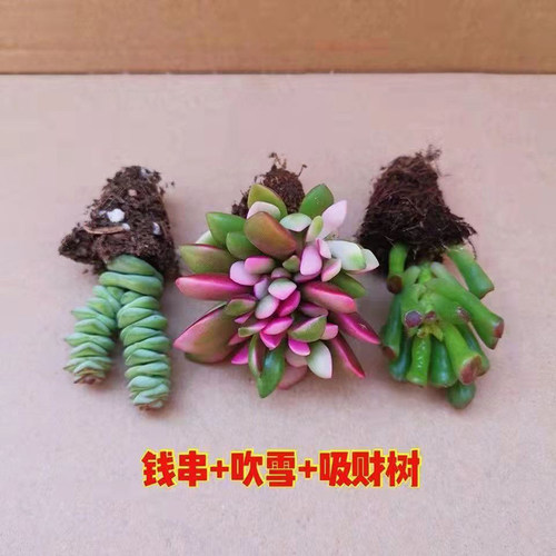 多肉植物招财进宝四大美人子宝钱串吹雪之松锦红宝石吉娃娃组合 - 图2