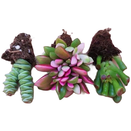 多肉植物招财进宝四大美人子宝钱串吹雪之松锦红宝石吉娃娃组合 - 图3