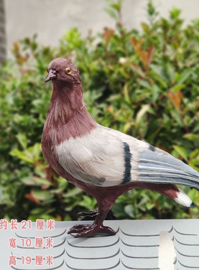 仿真羽毛鸽子和平鸽模型道具摆件
