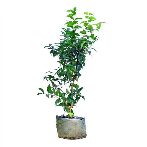 【带果发货】嘉宝果树苗四季红妃艾斯卡南方种植带土带叶当年结果 - 图3