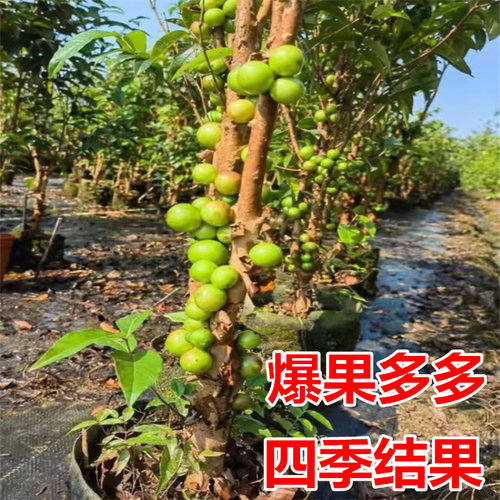 【带果发货】嘉宝果树苗四季红妃艾斯卡南方种植带土带叶当年结果 - 图1