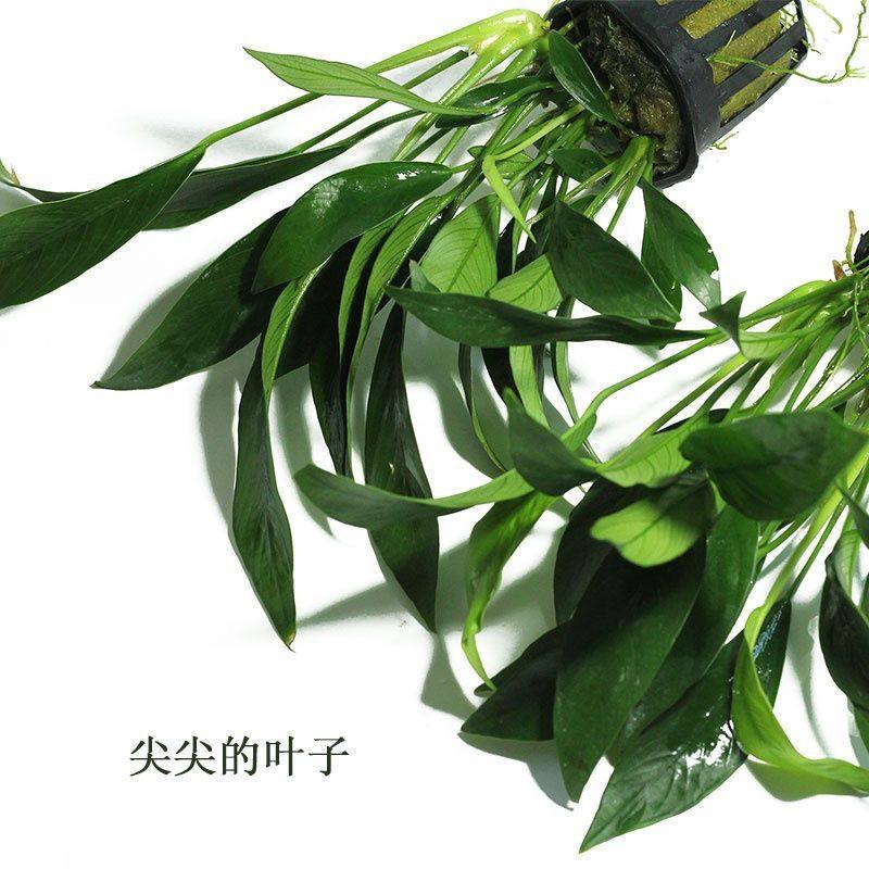丹麦尖叶榕水草鱼缸造景装饰净化水质阴性懒人水榕燕尾水草,淘宝优惠券,粉丝福利购,淘宝优惠卷