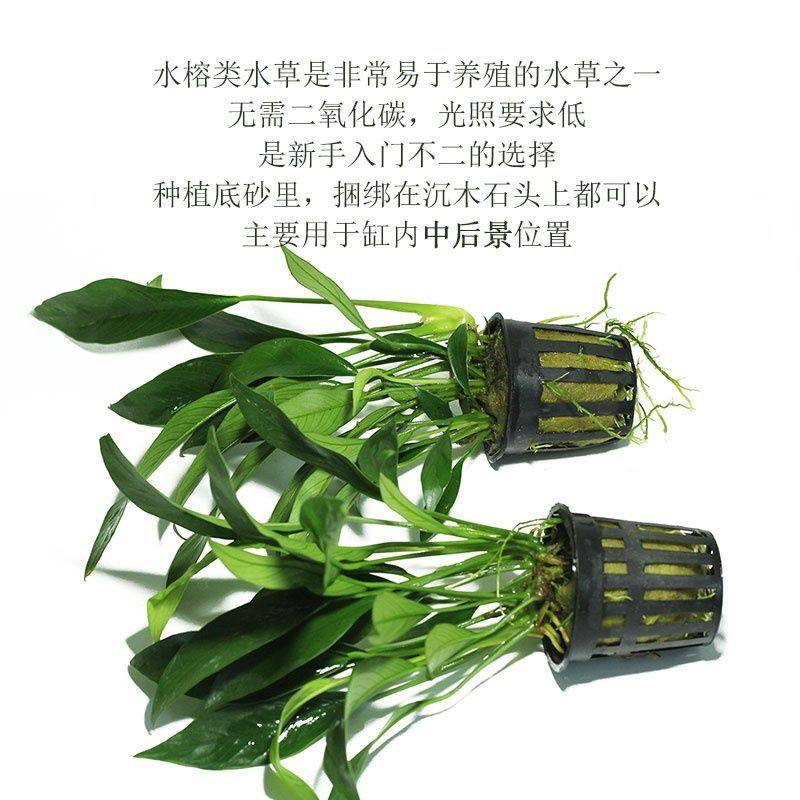 丹麦尖叶榕水草鱼缸造景装饰净化水质阴性懒人水榕燕尾水草,淘宝优惠券,粉丝福利购,淘宝优惠卷
