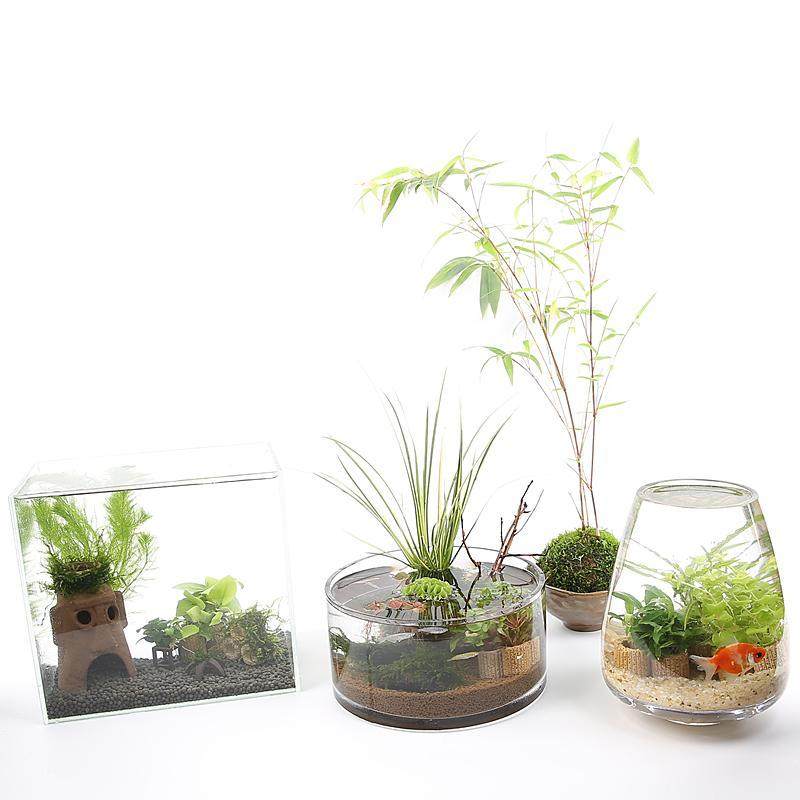 网红莫斯水草定植环水草鱼虾缸水族箱造景装饰幼鱼虾躲避窝,淘宝优惠券,粉丝福利购,淘宝优惠卷