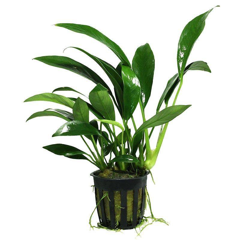 丹麦尖叶榕水草鱼缸造景装饰净化水质阴性懒人水榕燕尾水草,淘宝优惠券,粉丝福利购,淘宝优惠卷