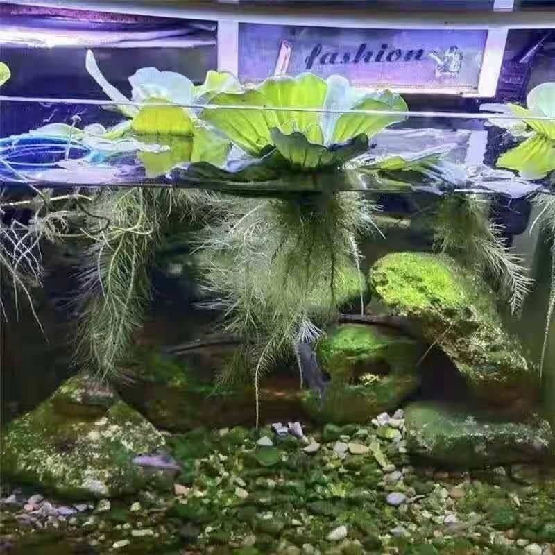 水葫芦水芙蓉水草水生植物白菜大漂养鱼虾龟饲料水培鱼池净化,淘宝优惠券,粉丝福利购,淘宝优惠卷
