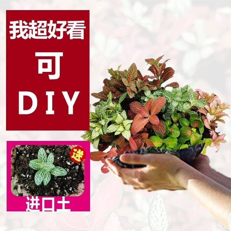 单株网纹草迷你微景观水陆缸diy盆栽造室内迷你绿植小型花卉桌面,淘宝优惠券,粉丝福利购,淘宝优惠卷