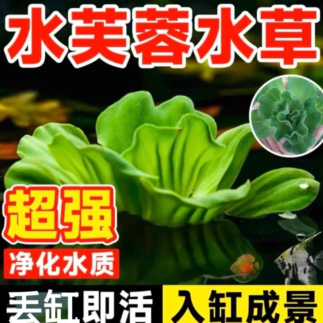 水芙蓉水生植物净化水质造景鱼缸养鱼养虾水培水草懒人浮萍,淘宝优惠券,粉丝福利购,淘宝优惠卷