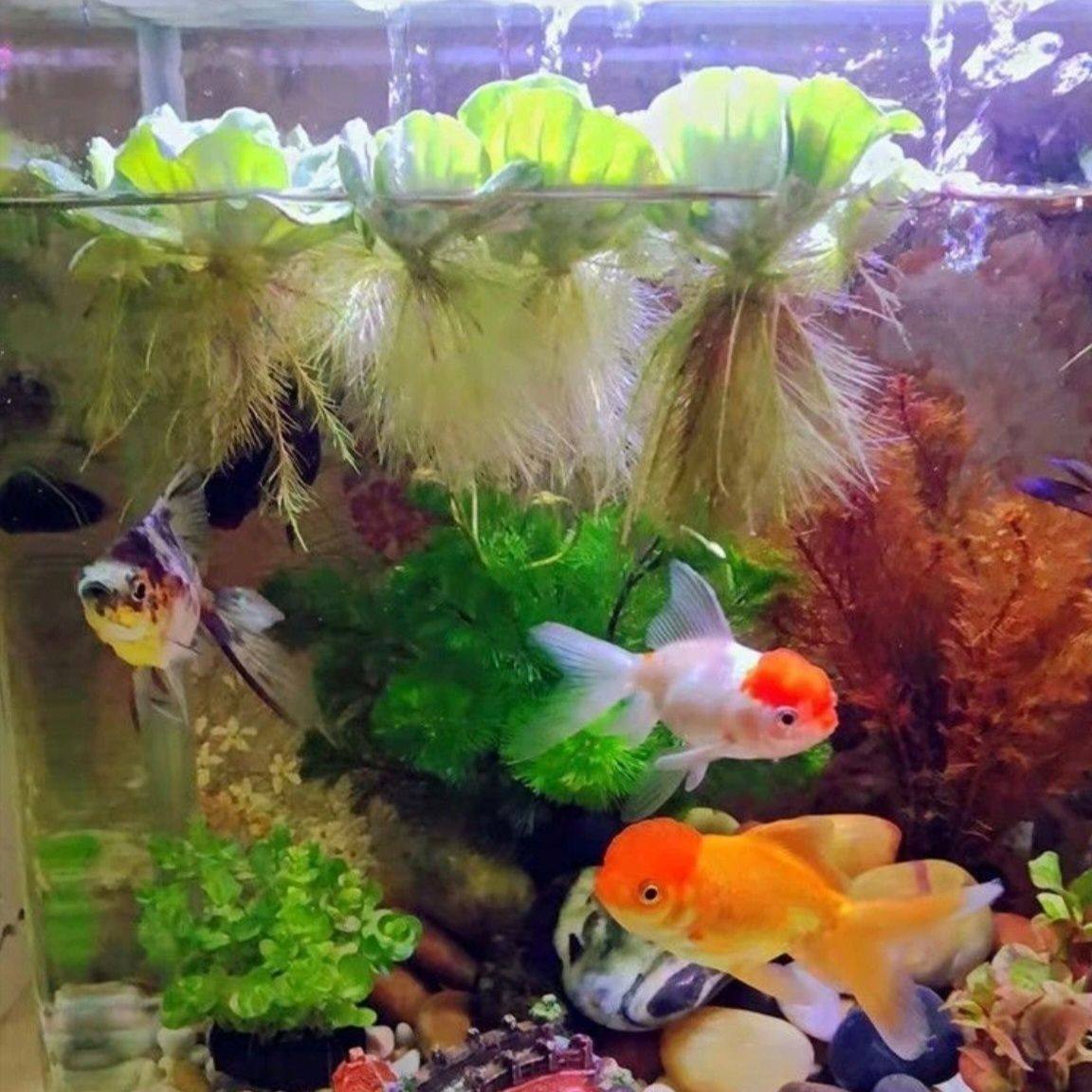 水芙蓉水生植物净化水质造景鱼缸养鱼养虾水培水草懒人浮萍,淘宝优惠券,粉丝福利购,淘宝优惠卷